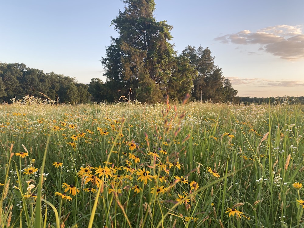 a field of yellow flowers