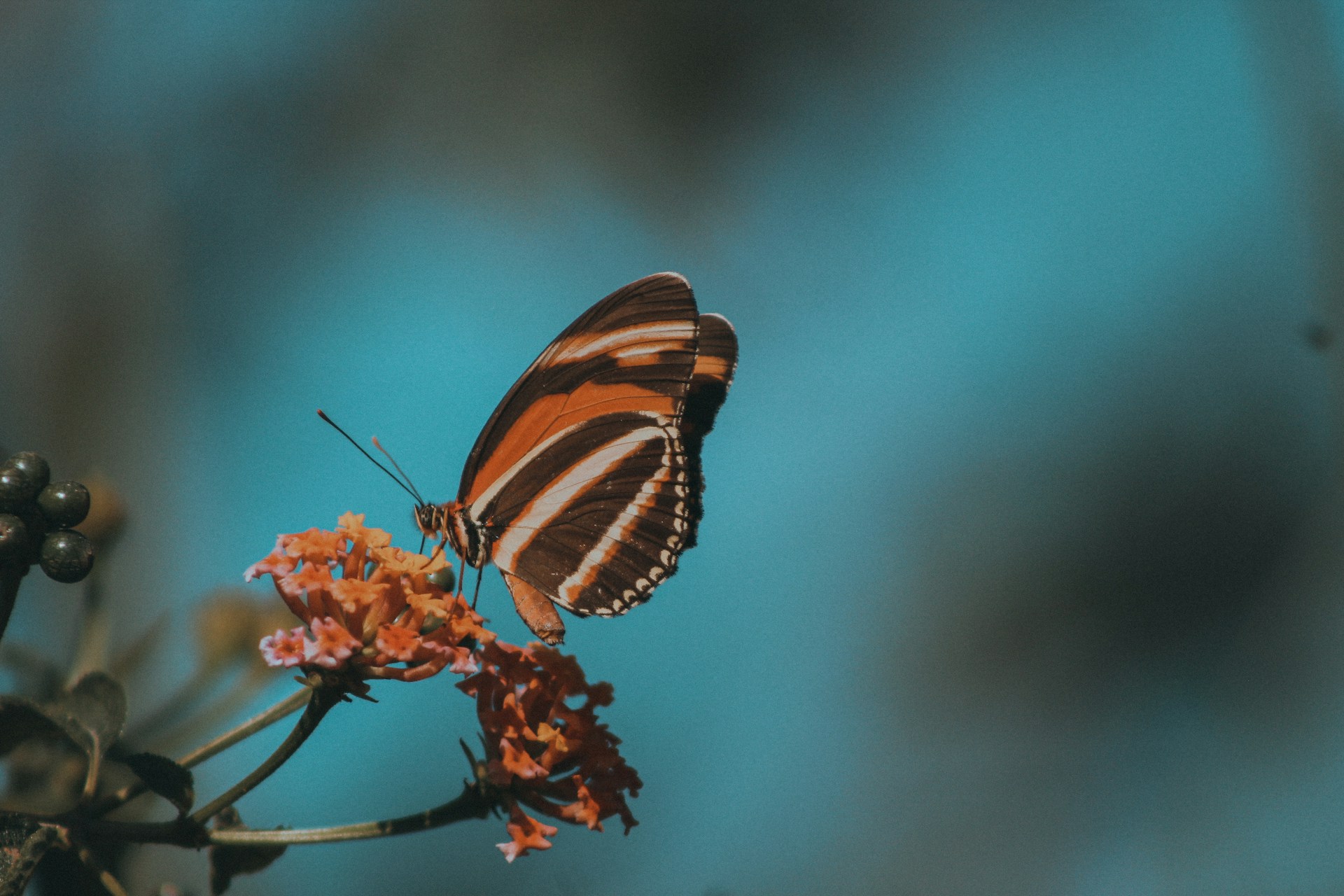 a butterfly on a flower