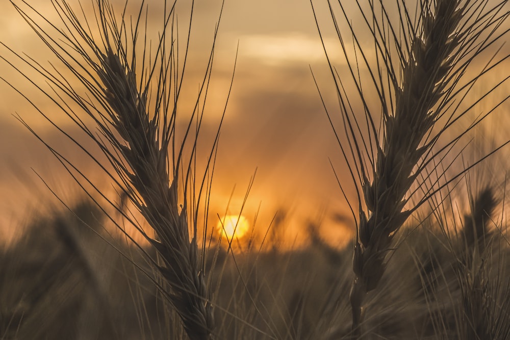 a field of wheat with the sun setting in the background