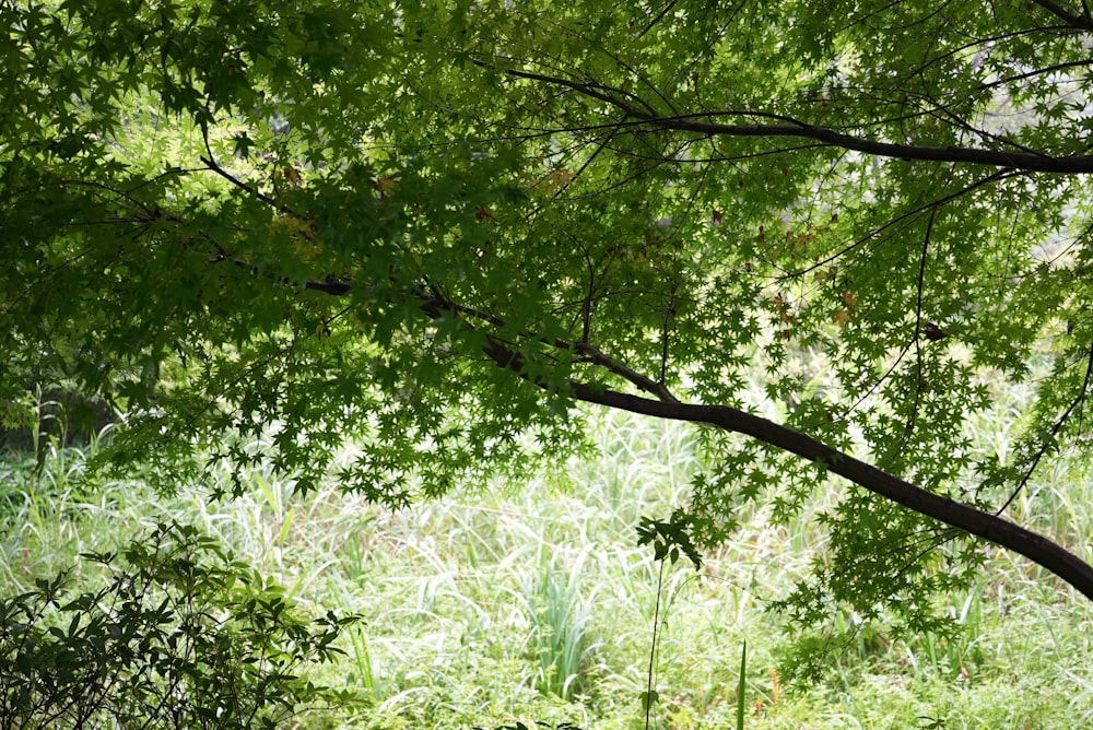 a group of trees with green leaves