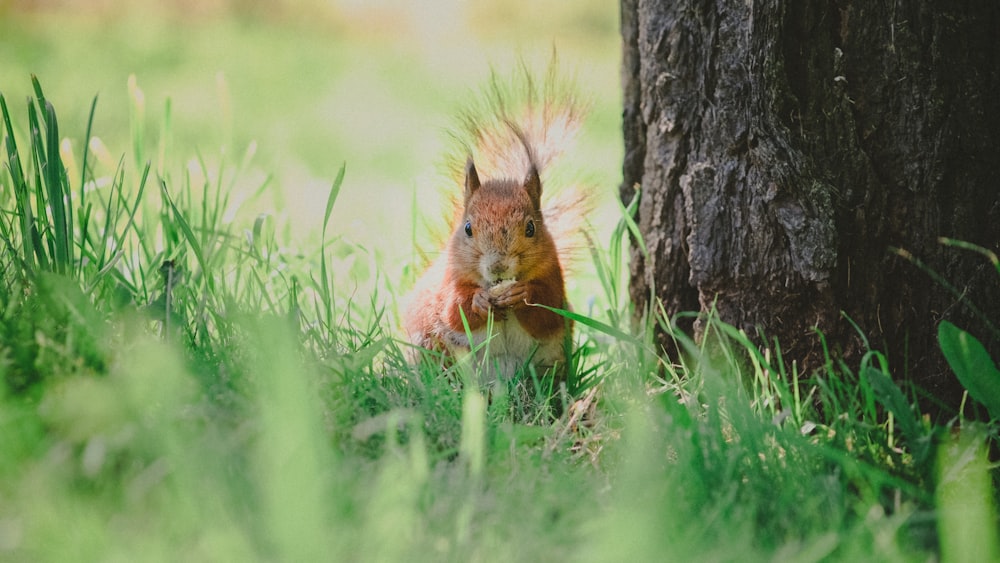 a squirrel in the grass