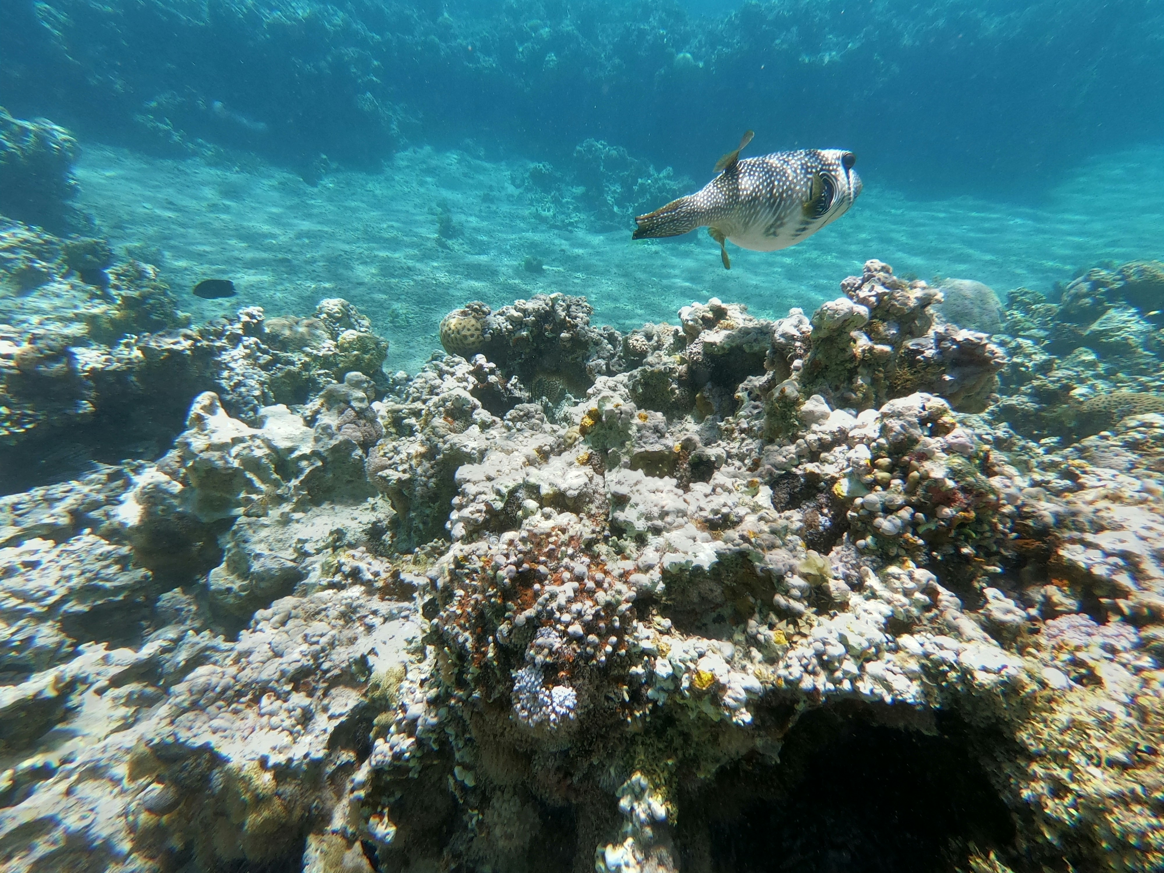 a turtle swimming in the ocean