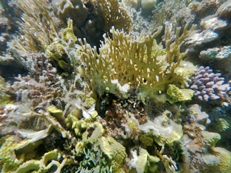 a close-up of a coral reef