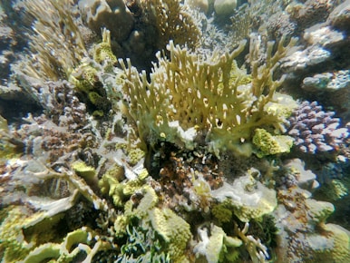 a close-up of a coral reef