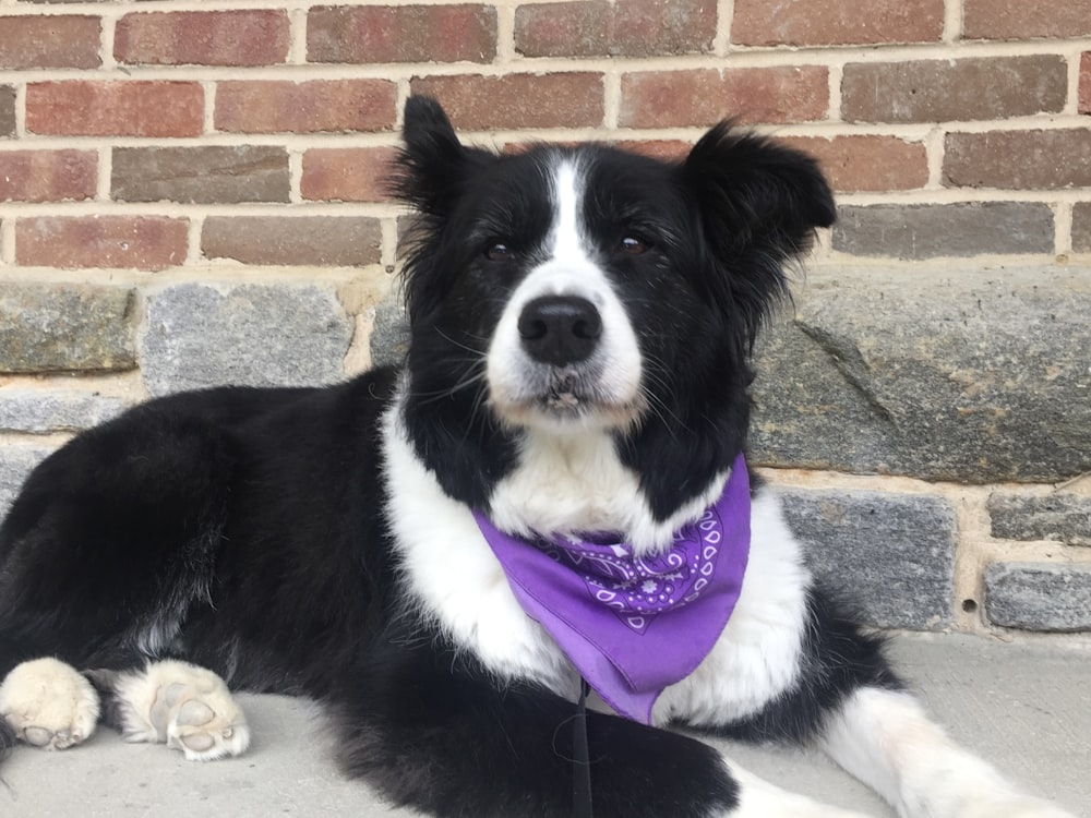 a dog wearing a bow tie