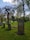 A tranquil cemetery scene featuring several gravestones of varying sizes. A prominent gravestone in the foreground has a rounded top and an inscription. In the background, there's a tall, leafless tree with twisted branches. The ground is covered in lush green grass with patches of small blue flowers. Surrounding trees provide a backdrop with their budding spring leaves under a partly cloudy sky.