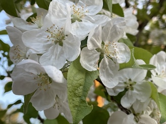 Close-up photo of vibrant Bach flower blossoms with soft natural lighting