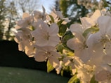 A close-up of delicate spring flowers bathed in gentle morning light.