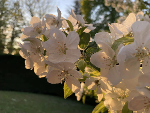 An intimate close-up of delicate flowers bathed in warm, natural light.