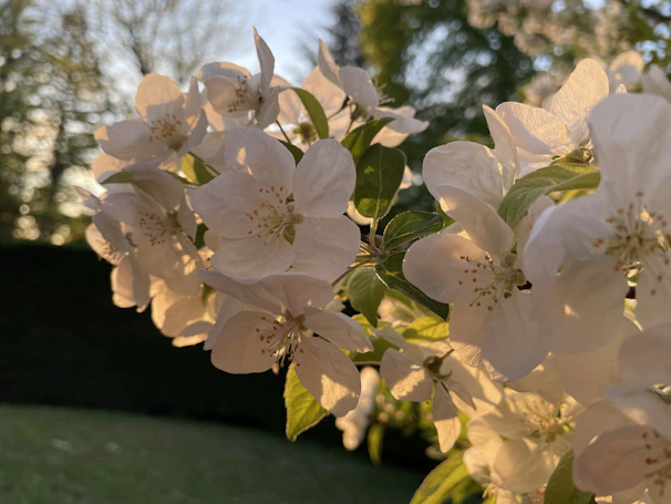 Close-up of delicate white flowers bathed in warm, gentle light