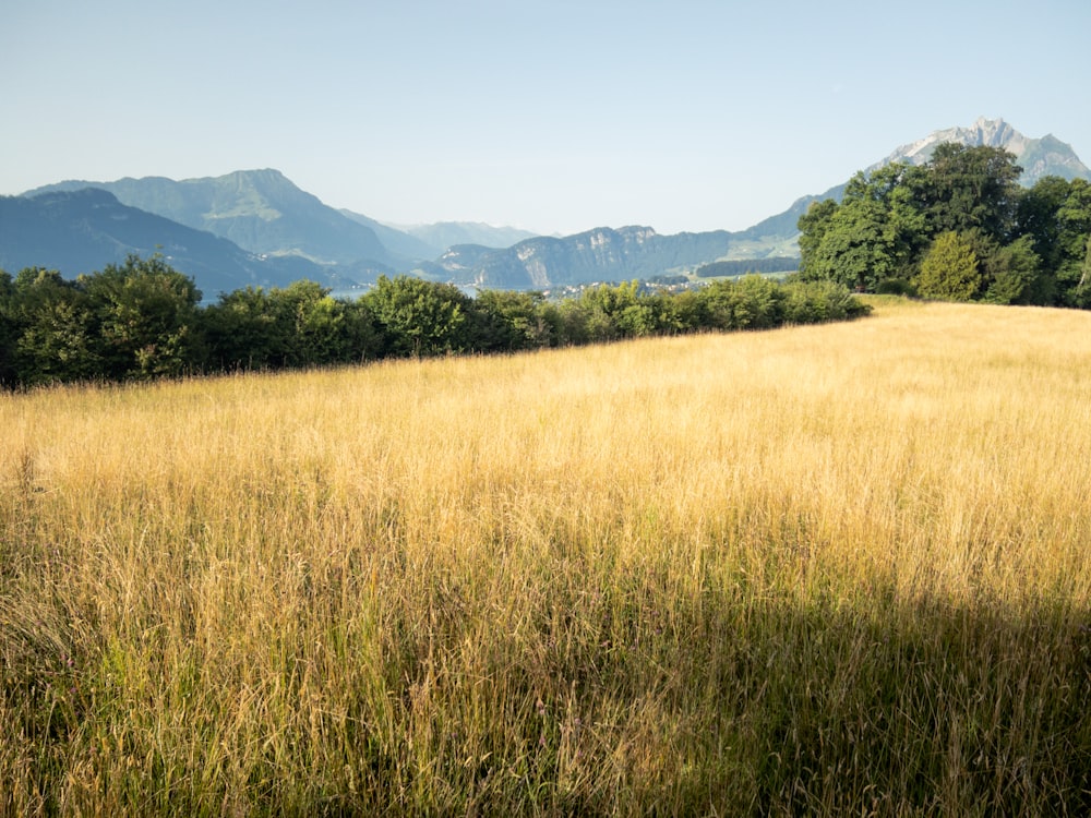 a field of yellow grass with trees and mountains in the background