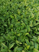 a group of green leaves