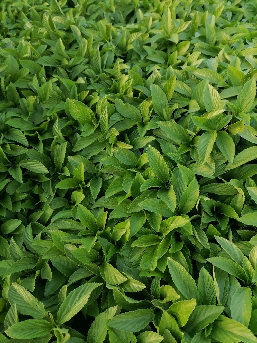 a group of green leaves