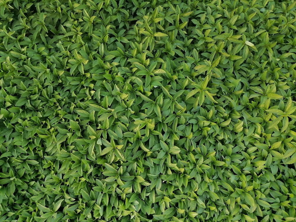 a close up of some grass