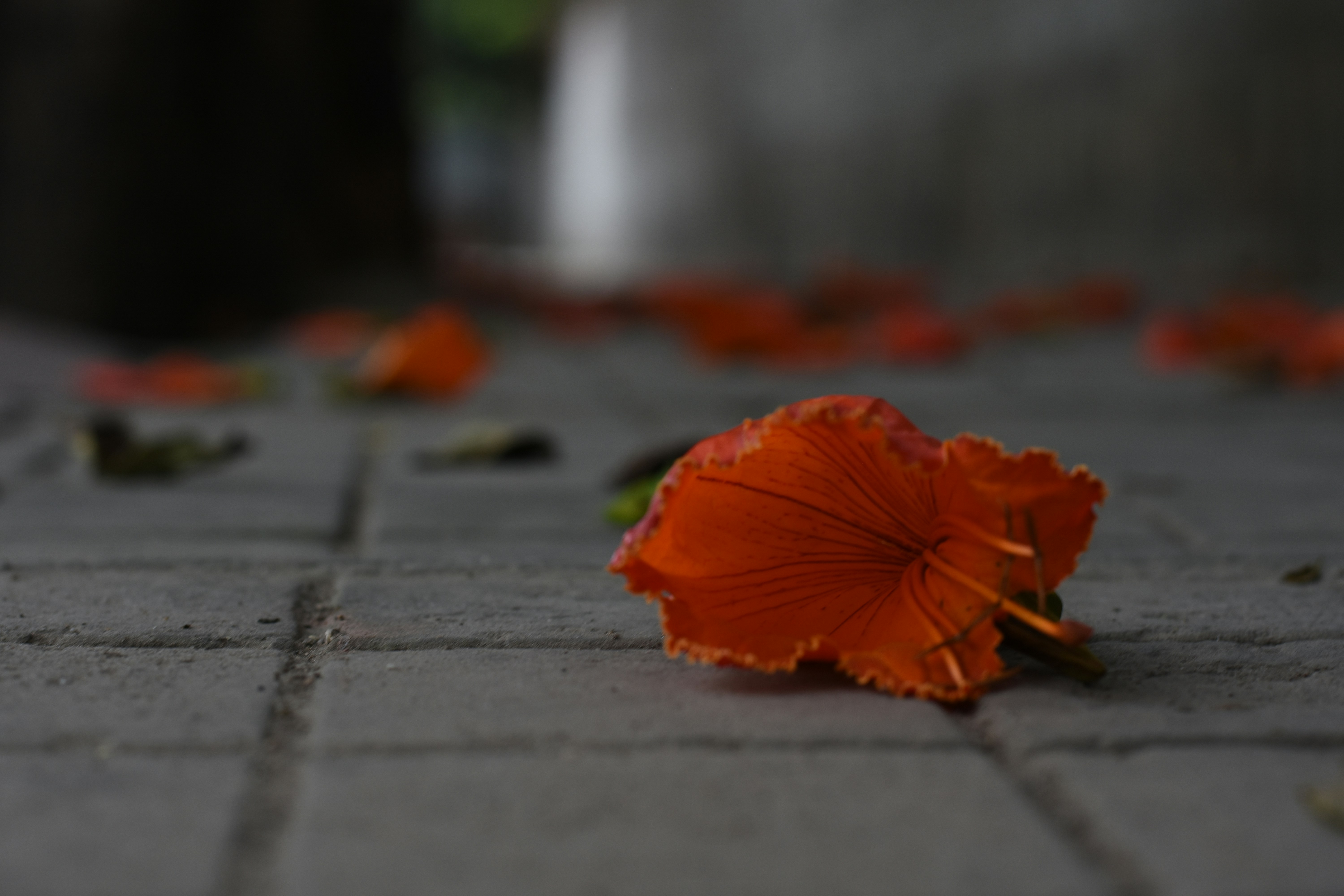 photo-1655577767500-e5fa845b5289?ixid=M3wxMjA3fDB8MXxzZWFyY2h8MTV8fHJpdHVhbCUyMG9mJTIwcmVtZW1iZXJpbmclMjB3YWxrdGhyb3VnaHxlbnwwfHx8fDE3NjMxNDc1MTh8MA\u0026ixlib=rb-4.1.0