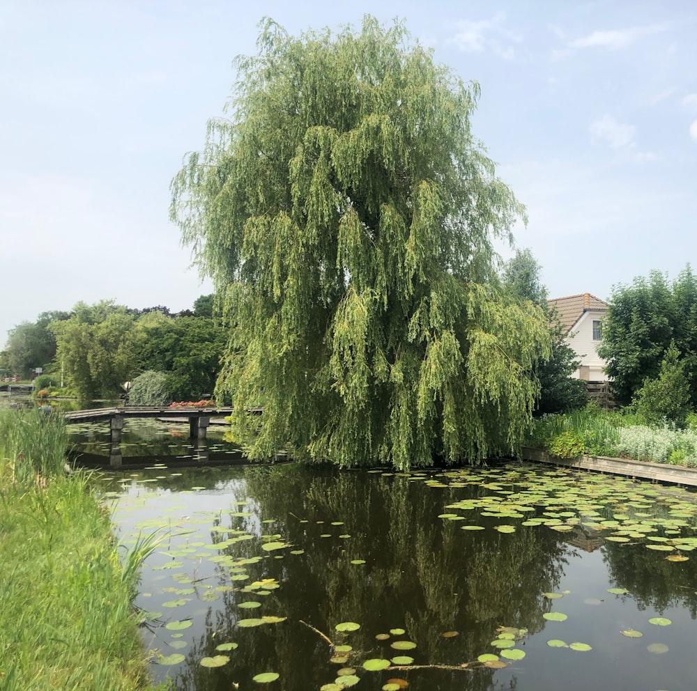 a tree with many branches in a pond