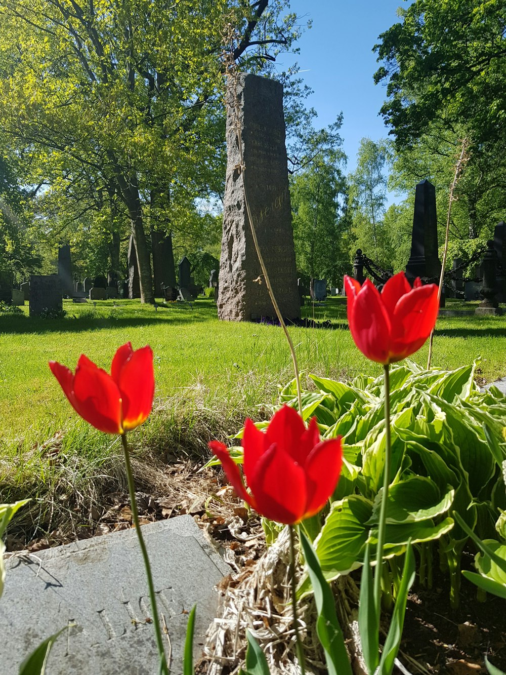 red flowers in a field