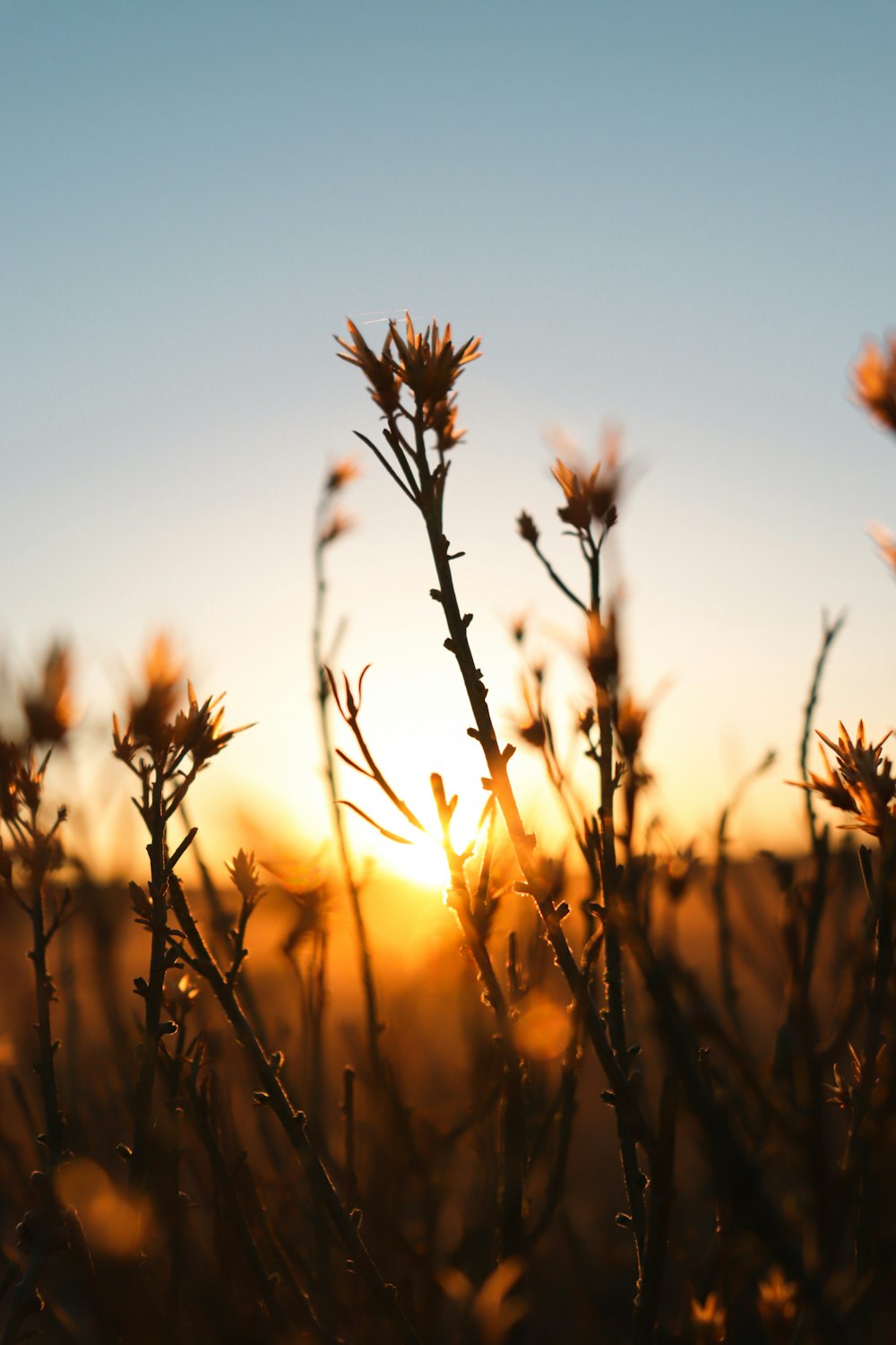 a field of wheat with the sun in the background