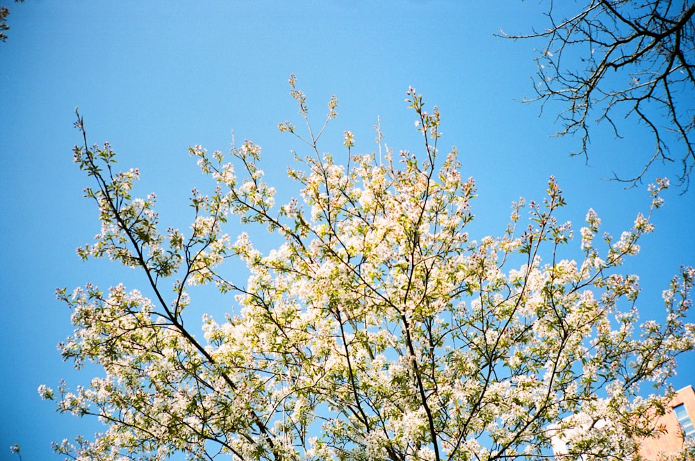 a tree with white flowers