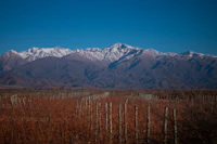 Best Gluten-Free Restaurants and Cafes in Mendoza