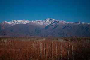 Mendoza