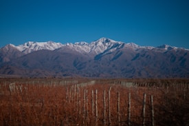 A vast vineyard with stakes arranged in rows spans the foreground, while majestic snow-capped mountains rise in the background under a clear blue sky.