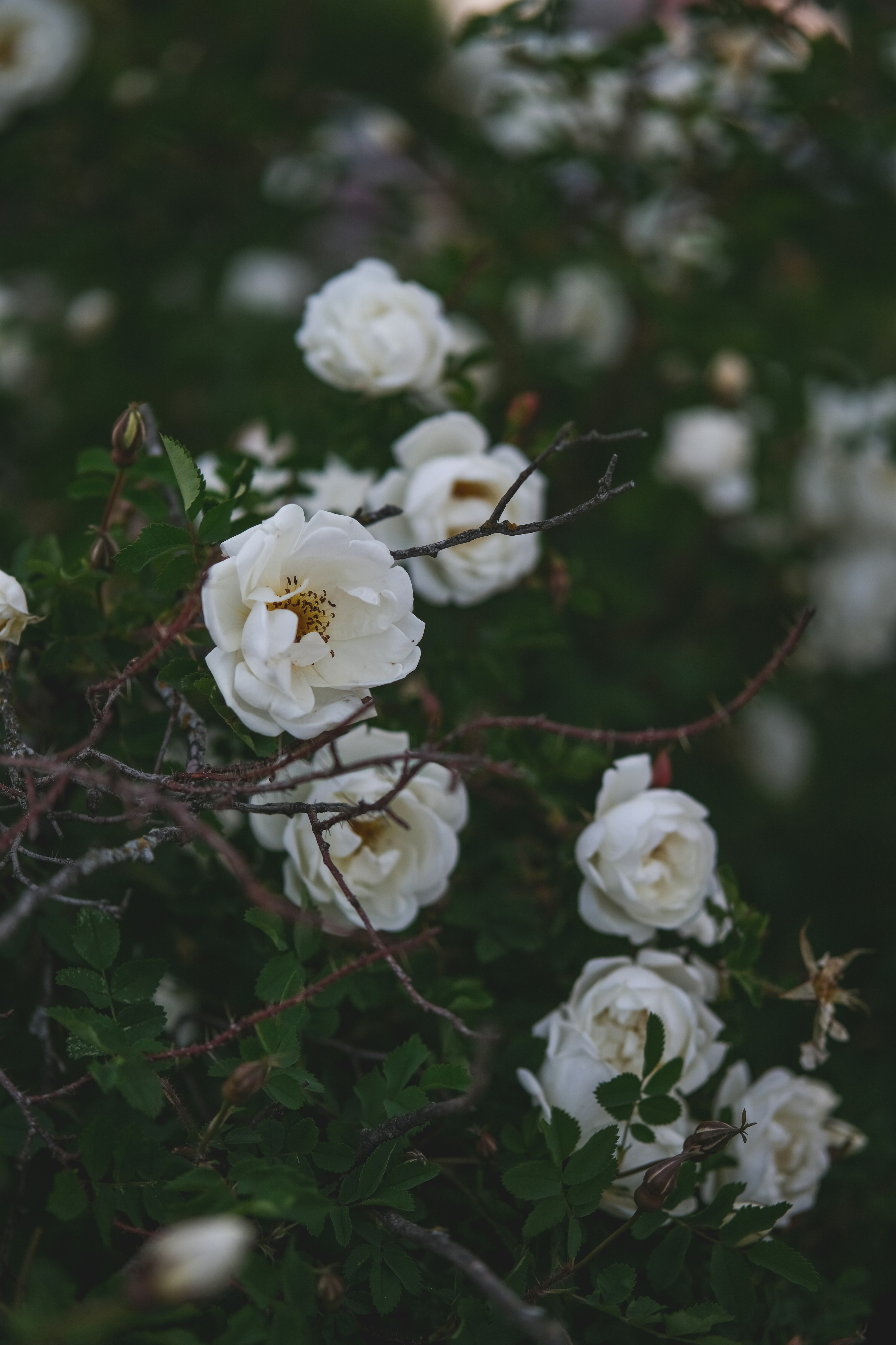 Photo by rolig_basseng