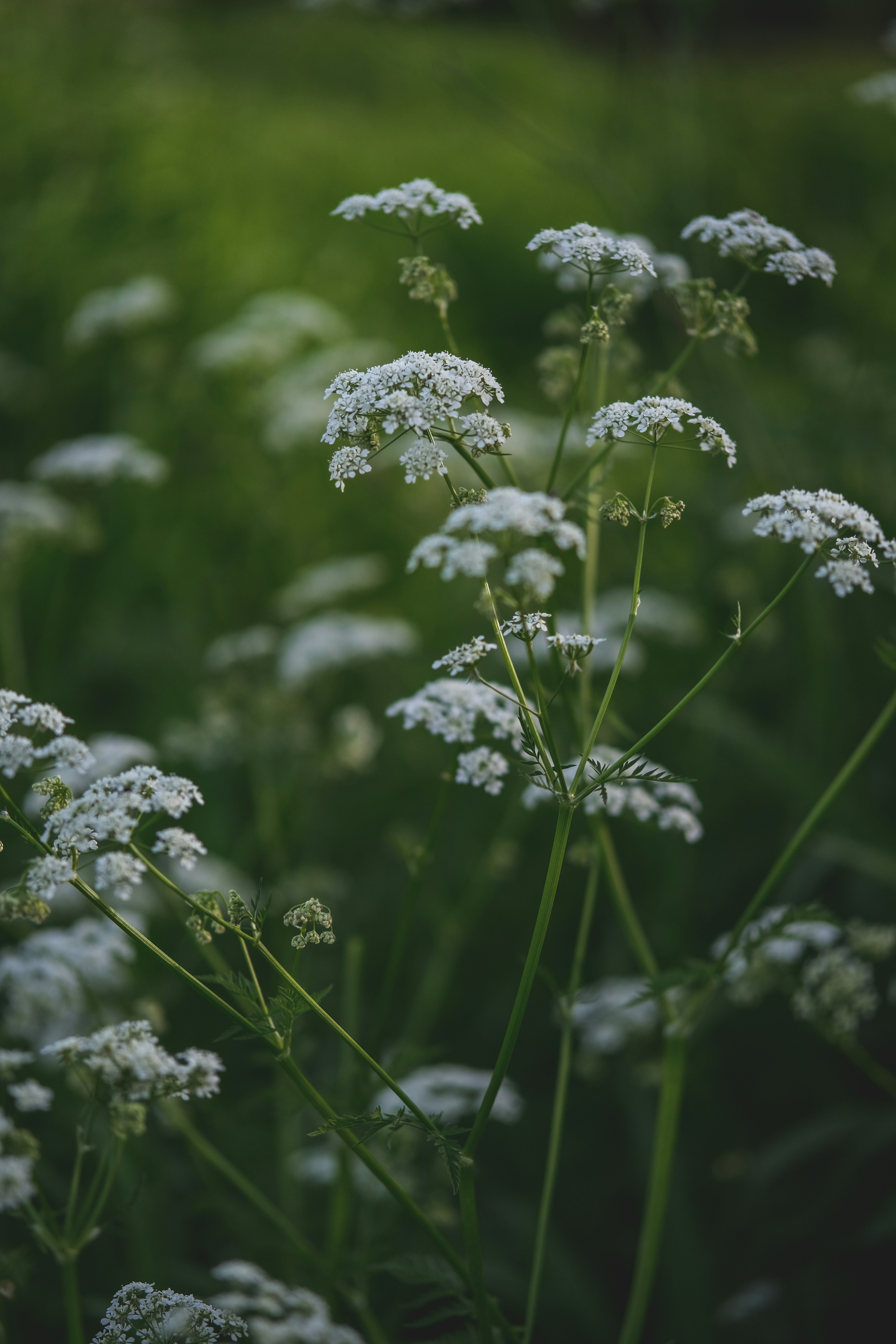 Photo by rolig_basseng