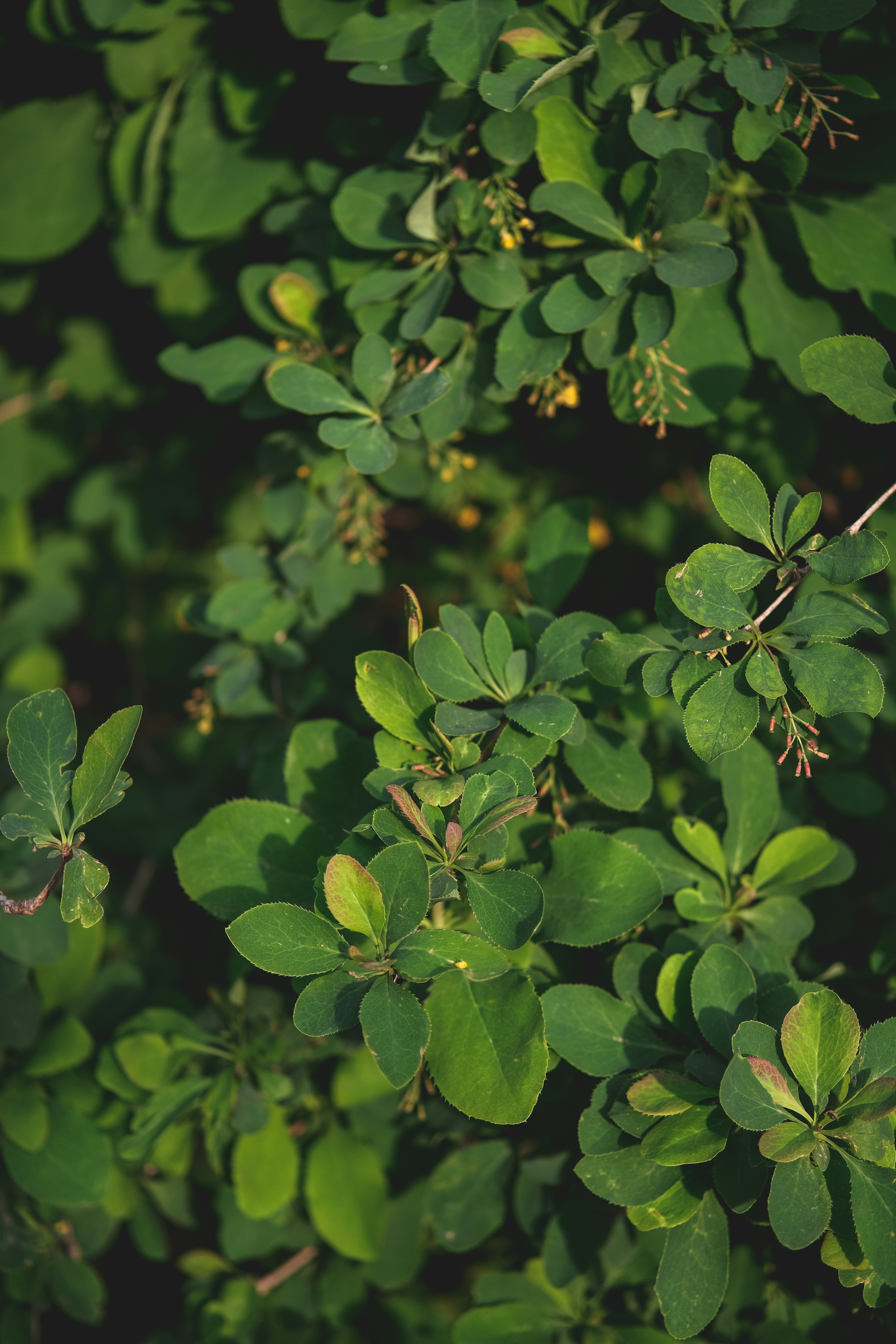 Photo by rolig_basseng