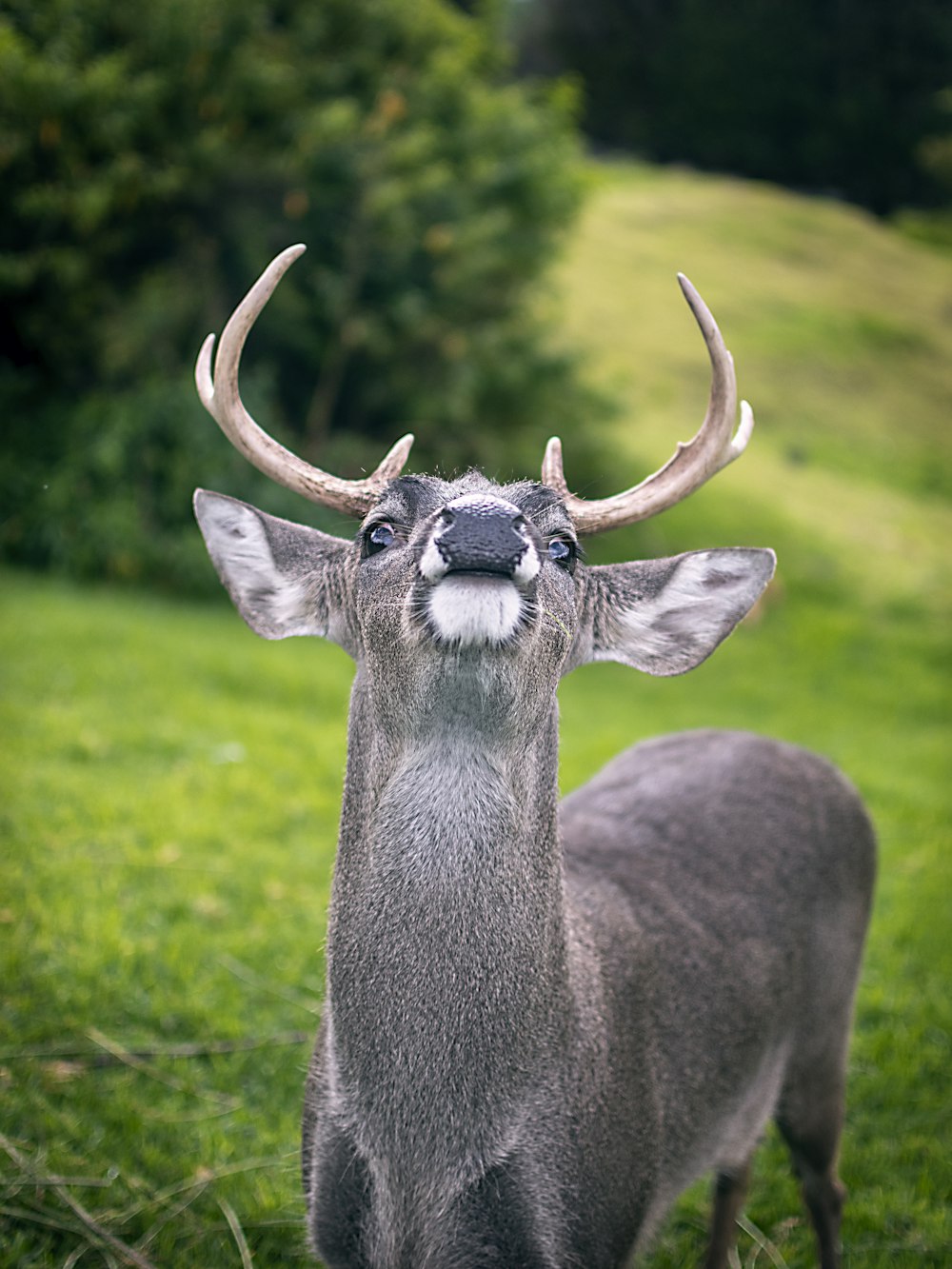 a deer with antlers