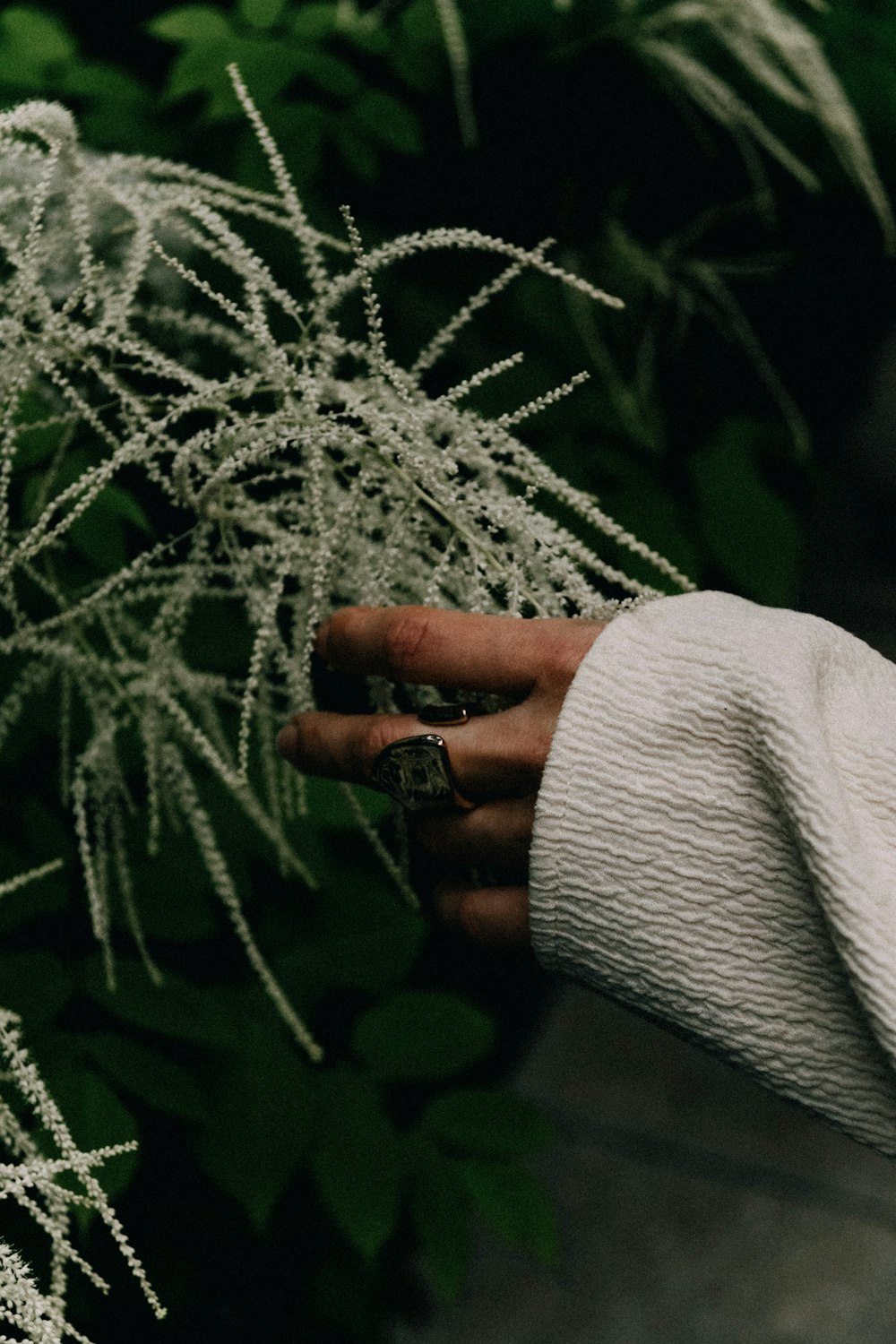 a hand holding a small white flower