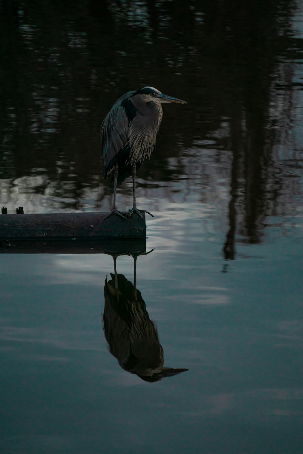 Ein Vogel steht auf einem Dock