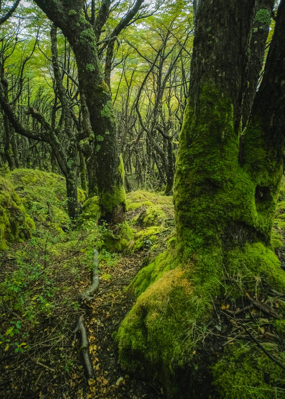 a mossy tree trunk in a forest
