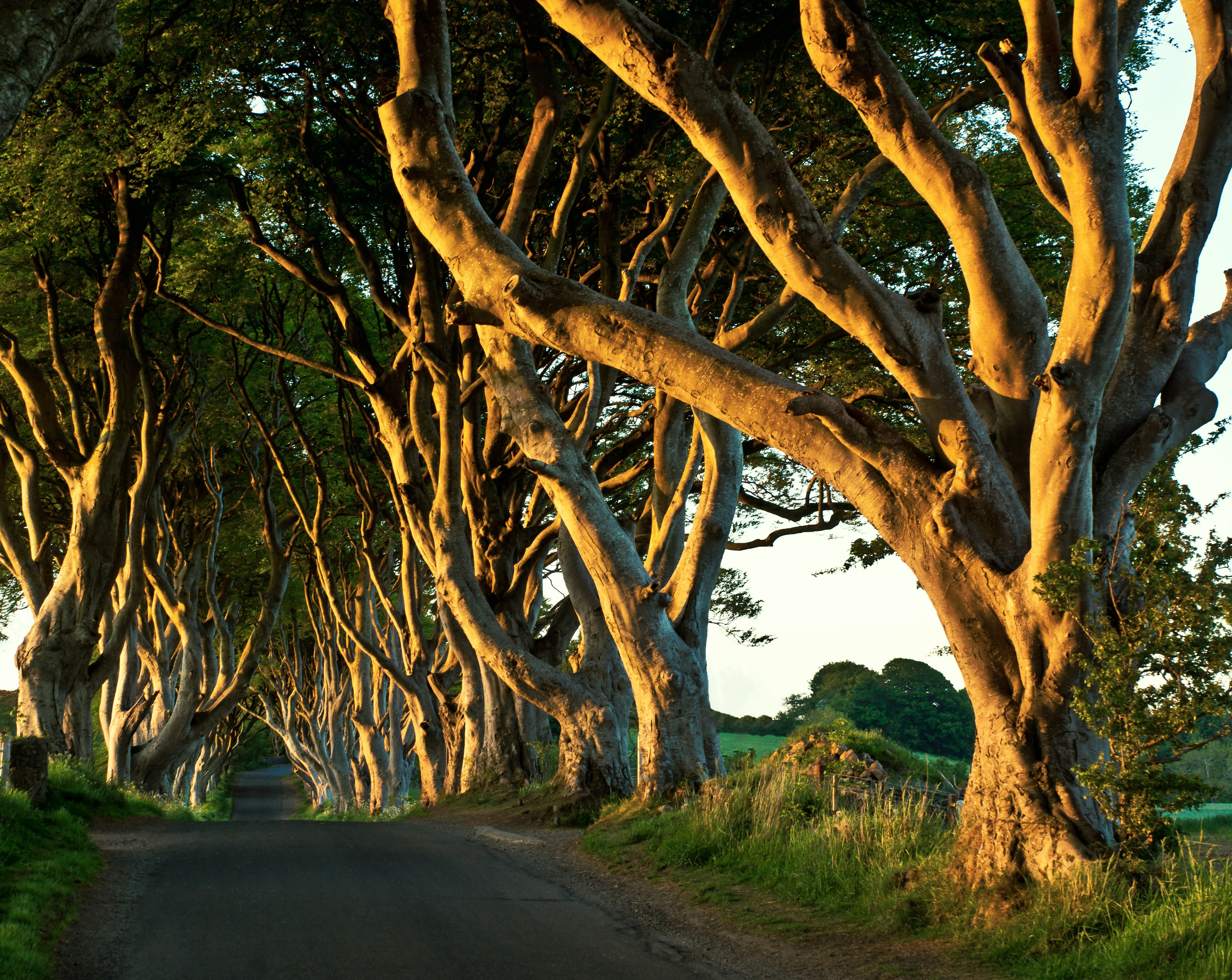 a road with trees on either side