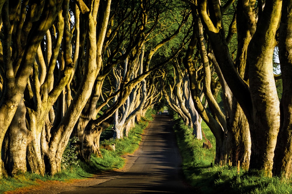 un sentiero con alberi su entrambi i lati