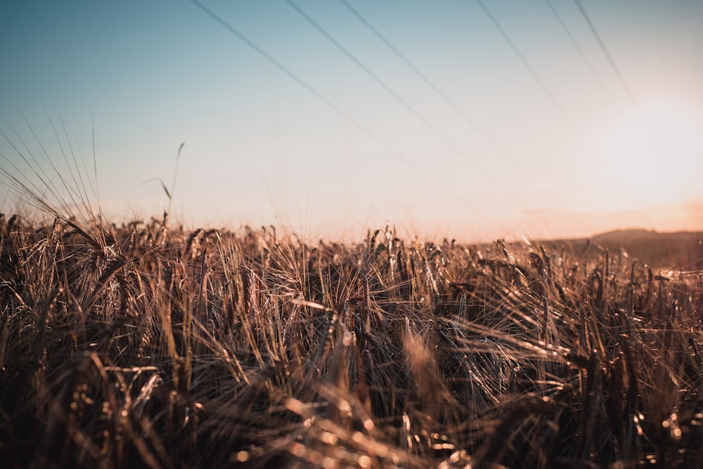 a field of wheat