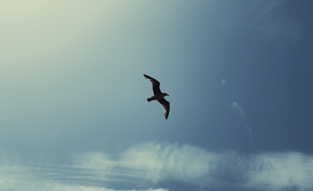 Un uccello che vola nel cielo