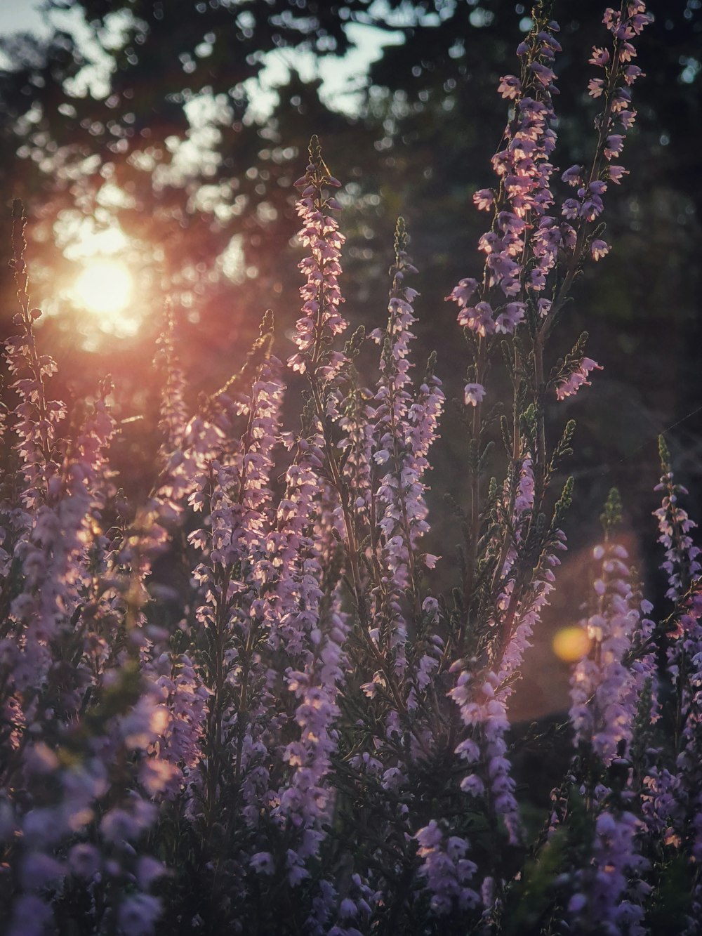 a tree with purple flowers