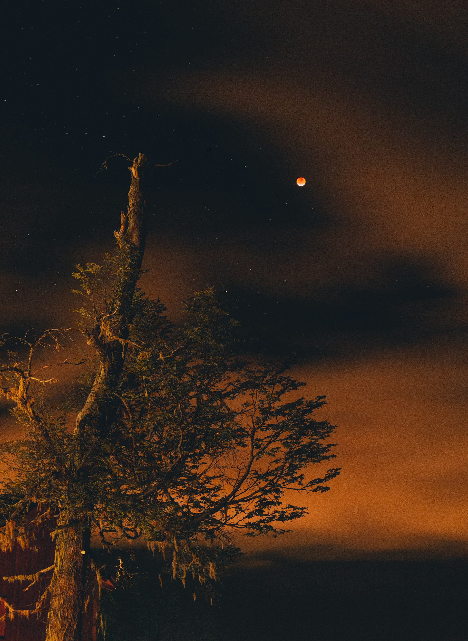 A shadowy figure with glowing eyes stands beneath a twisted, ancient tree under a blood-red moon.