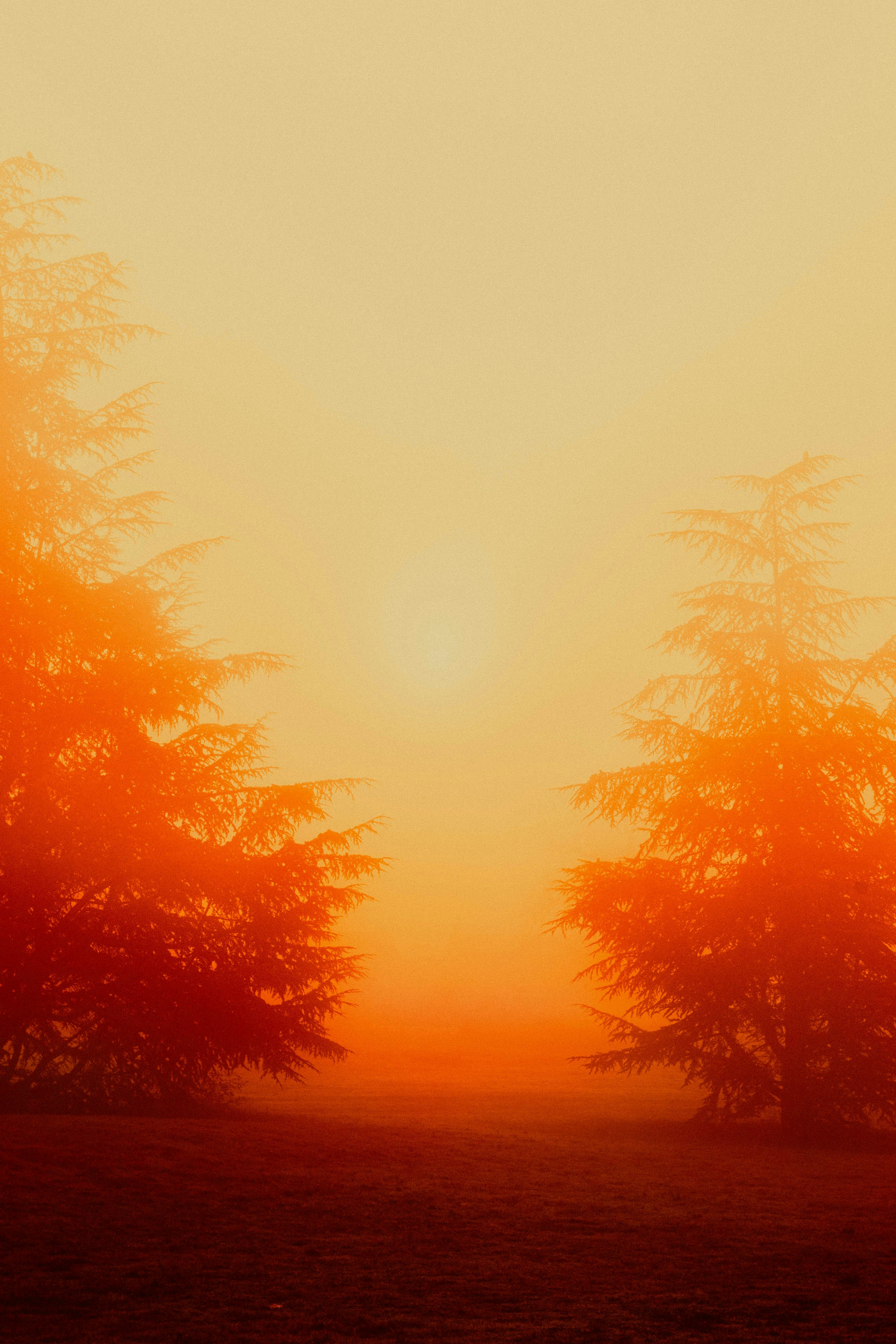 a group of trees with the sun behind them