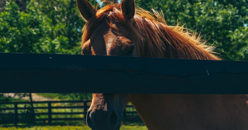 Un caballo con la cabeza sobre una valla