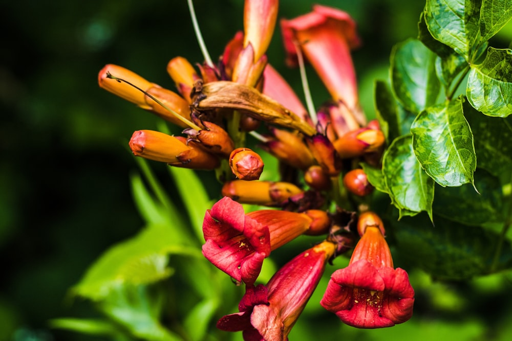 a close up of a flower