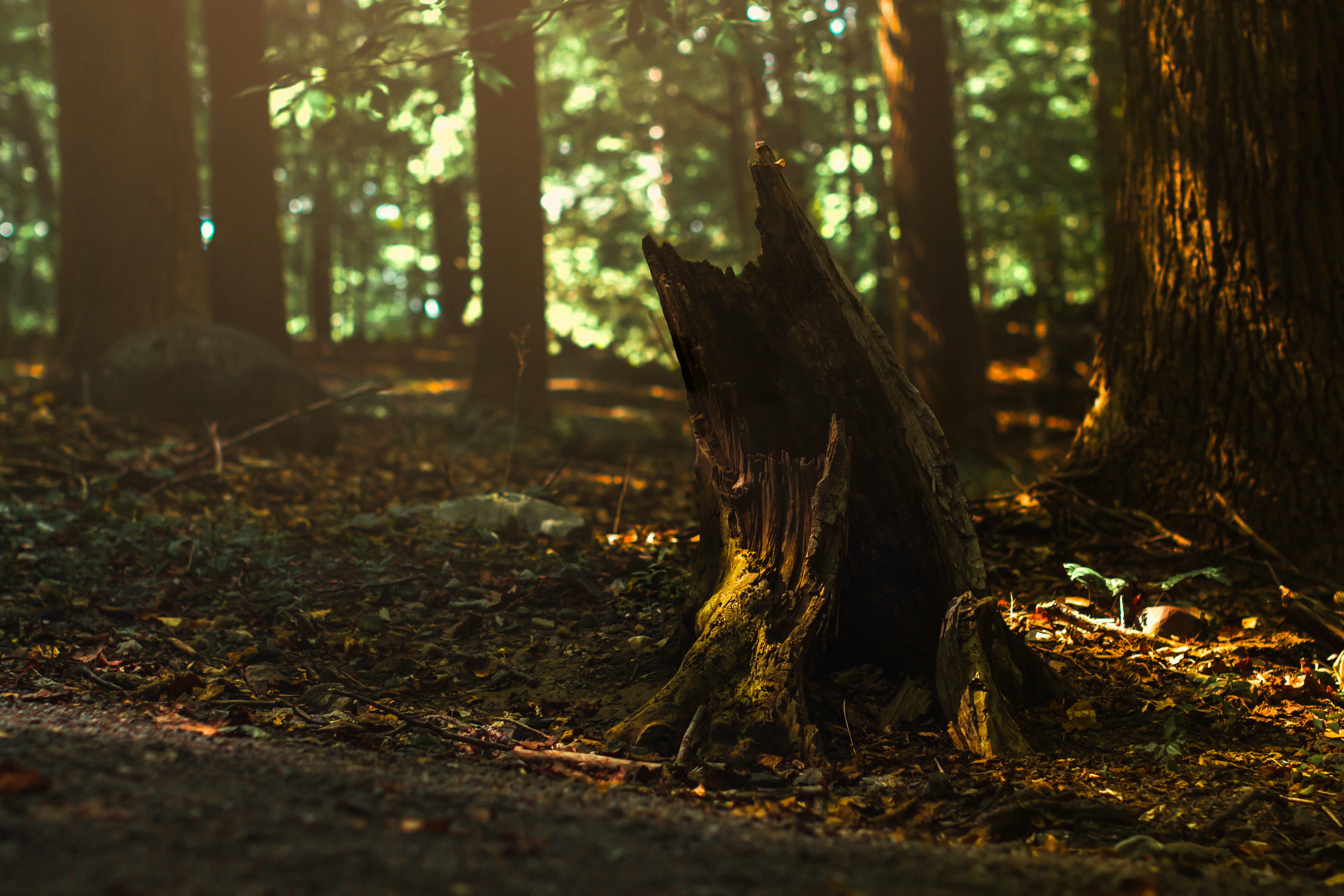 Photo by emmanuelphaeton