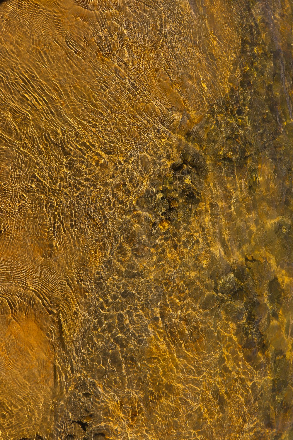 a close up of a tree