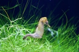 a duck in the grass