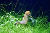 a duck in the grass