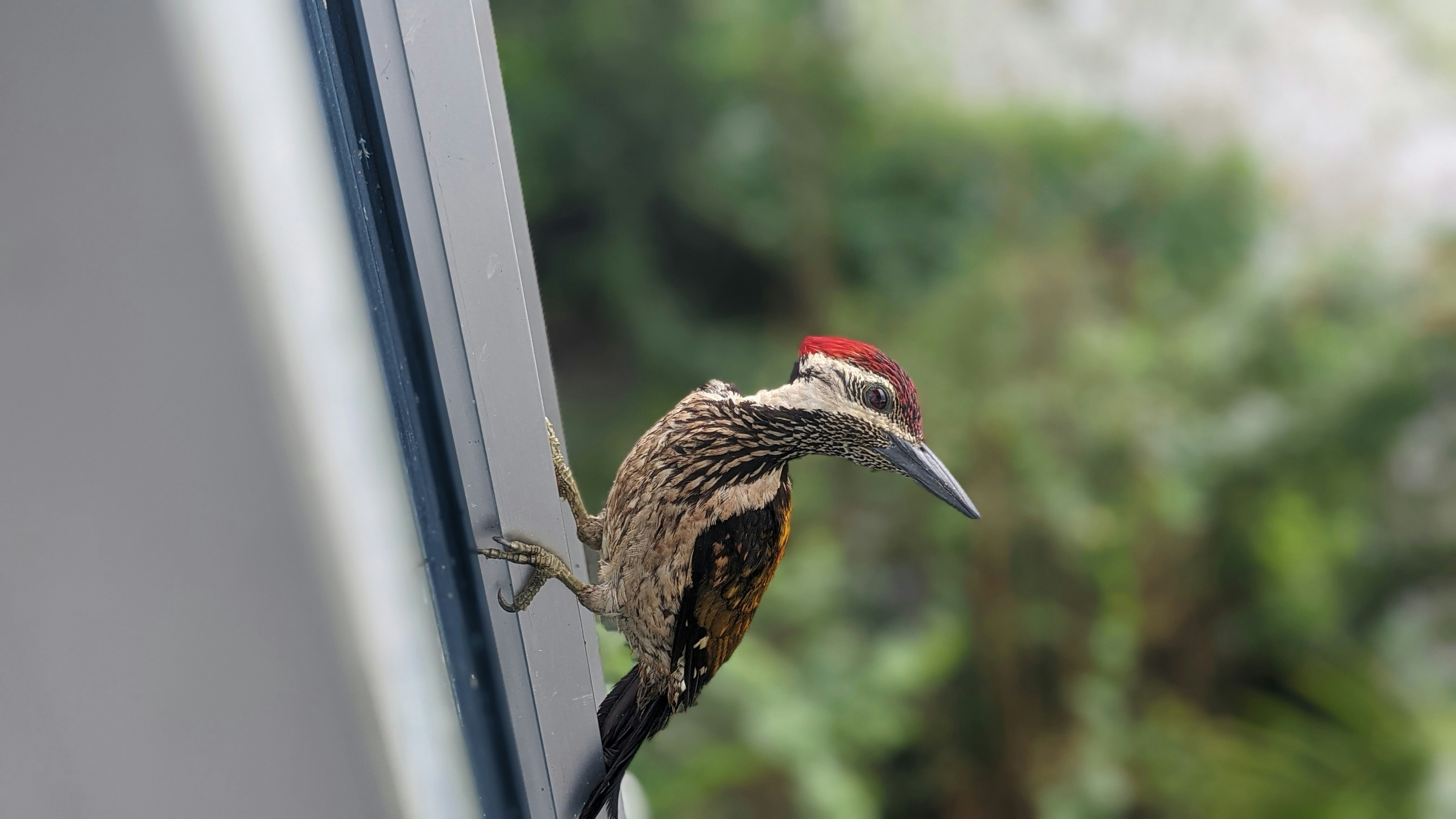 Tezpur, India - None
