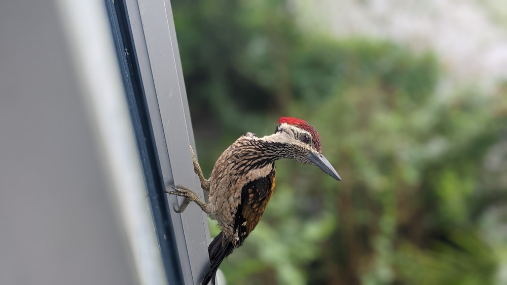 a bird on a window