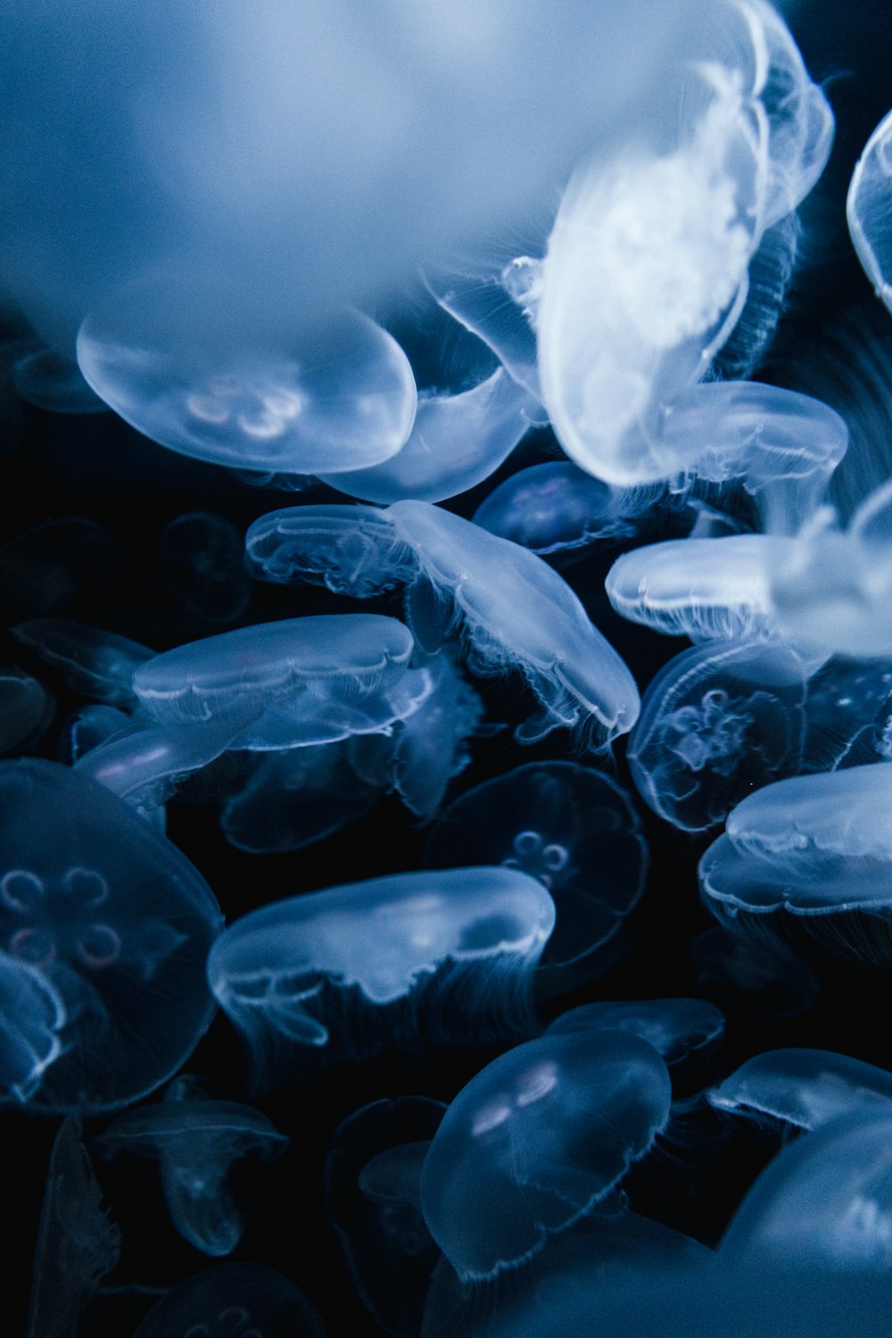 a group of jellyfish