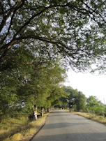 A peaceful morning scene of a small village street lined with lush green trees.